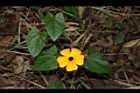 黑眼花11.JPG