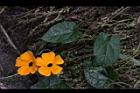 黑眼花14.JPG