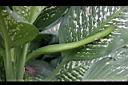 黛粉葉-花苞1.jpg