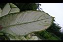 黛粉葉-葉0.jpg