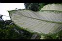 黛粉葉-葉1.jpg