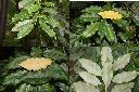 鼠刺-葉1.jpg