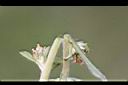 鼠麴舅-嫩莖.jpg