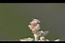 鼠麴舅-種子00.jpg