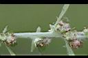 鼠麴舅-種子05.jpg