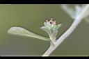 鼠麴舅-葉2.jpg