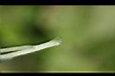 鼠麴草-莖毛.jpg