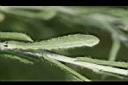鼠麴草-葉00.jpg