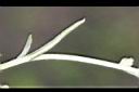鼠麴草-葉1.jpg
