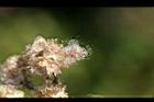 鼠麴草-種子1.jpg