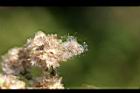 鼠麴草-種子2.jpg