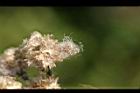 鼠麴草-種子3.jpg