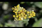 鼠麴草-花13.jpg
