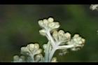 鼠麴草-花16.jpg