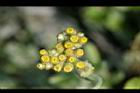 鼠麴草-花17.jpg
