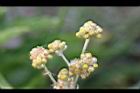鼠麴草-花18.jpg