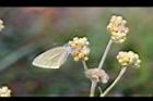 鼠麴草-花21.jpg