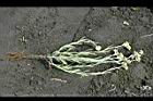 鼠麴草51.jpg