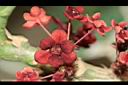 龍利葉-雌花01.JPG