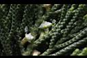 龍柏-花00.JPG