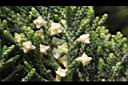 龍柏-花07.JPG