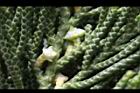 龍柏-花01.JPG