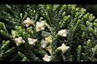 龍柏-花03.JPG
