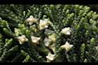 龍柏-花04.JPG