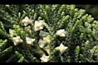 龍柏-花05.JPG