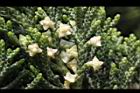 龍柏-花06.JPG