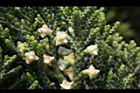龍柏-花08.JPG
