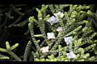 龍柏-花09.JPG