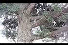 龍柏-莖02.JPG