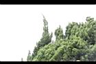 龍柏-葉01.JPG