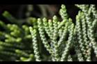龍柏-鱗片葉04.JPG
