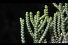 龍柏-鱗片葉07.JPG