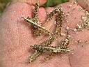 龍爪草6.JPG