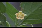 龍珠-花04.JPG