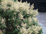 龍眼花920422-2.jpg