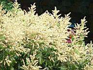 龍眼花920422-3.jpg
