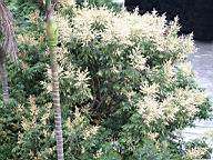 龍眼花920422-5.jpg