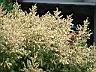 龍眼花920422-3.jpg
