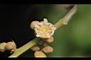 龍眼-花11.jpg