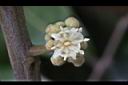 龍眼-花16.jpg