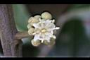 龍眼-花17.jpg