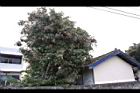 龍眼-實15.JPG