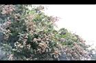 龍眼-實20.JPG