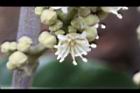 龍眼-花20.jpg