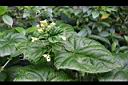 龍船花-白花2.jpg