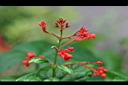 龍船花-花1.jpg